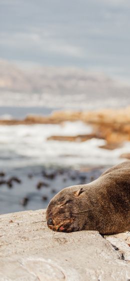 South Africa, wild seal Wallpaper 1125x2436