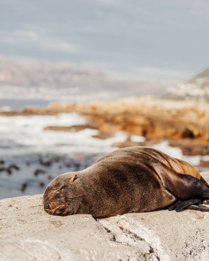 South Africa, wild seal Wallpaper 4064x5080