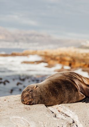 South Africa, wild seal Wallpaper 1668x2388