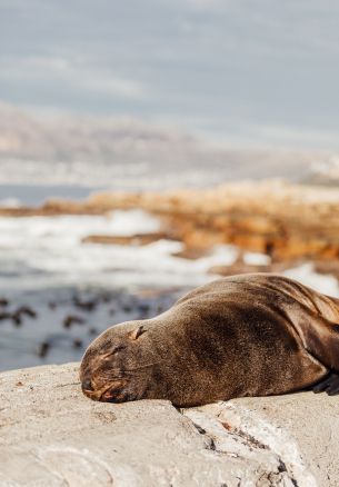 South Africa, wild seal Wallpaper 1640x2360