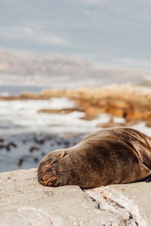 South Africa, wild seal Wallpaper 640x960