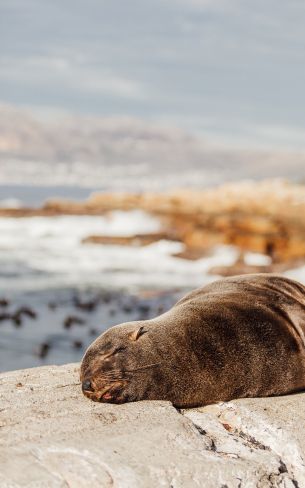 South Africa, wild seal Wallpaper 800x1280