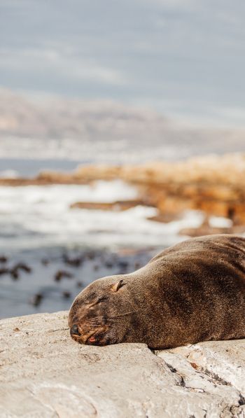 South Africa, wild seal Wallpaper 600x1024