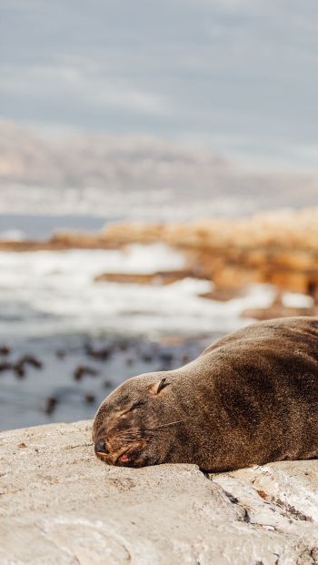 Обои 640x1136 Южная Африка, дикий тюлень