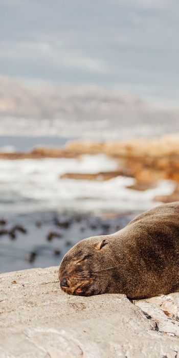 Обои 720x1440 Южная Африка, дикий тюлень