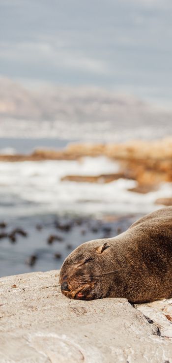 South Africa, wild seal Wallpaper 720x1520