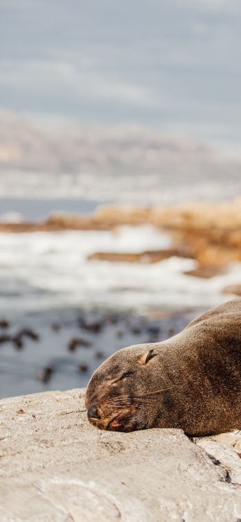 Обои 828x1792 Южная Африка, дикий тюлень