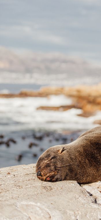South Africa, wild seal Wallpaper 1080x2340