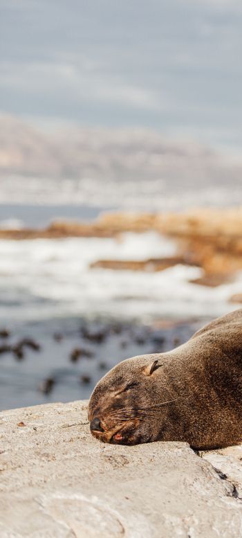 Обои 720x1600 Южная Африка, дикий тюлень