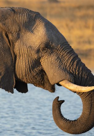 Hwange National Park, Zimbabwe Wallpaper 1640x2360