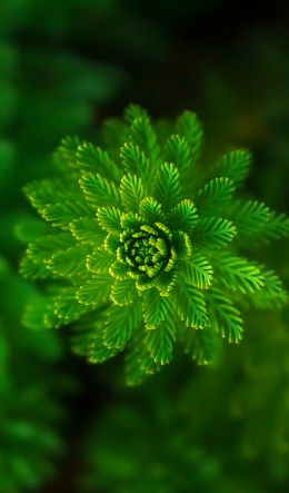 plant, green wallpaper Wallpaper 600x1024