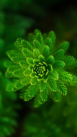 plant, green wallpaper Wallpaper 640x1136