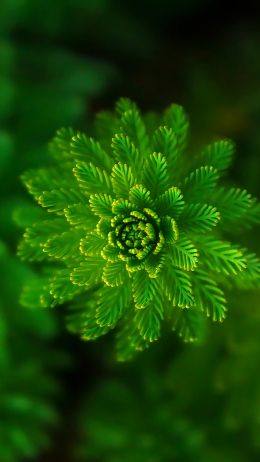 plant, green wallpaper Wallpaper 720x1280