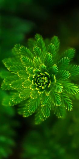 plant, green wallpaper Wallpaper 720x1440