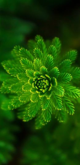 plant, green wallpaper Wallpaper 1440x2960