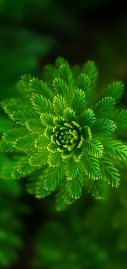 plant, green wallpaper Wallpaper 1080x2280