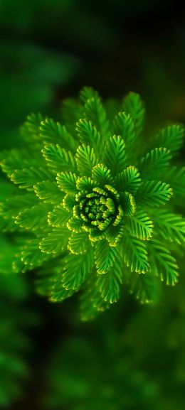 plant, green wallpaper Wallpaper 1080x2400