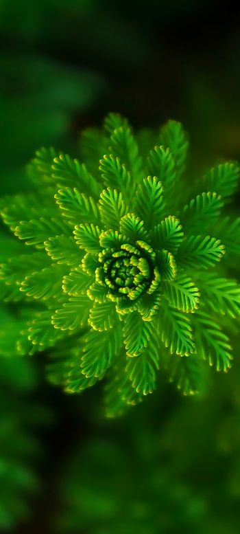 plant, green wallpaper Wallpaper 1080x2400