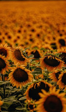 field of sunflowers Wallpaper 600x1024