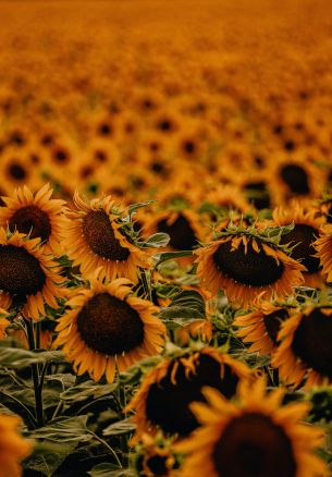 field of sunflowers Wallpaper 1640x2360