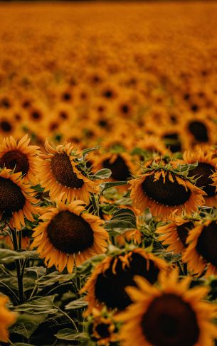 field of sunflowers Wallpaper 1752x2800