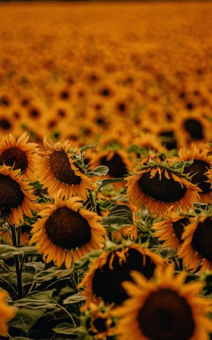 field of sunflowers Wallpaper 1200x1920