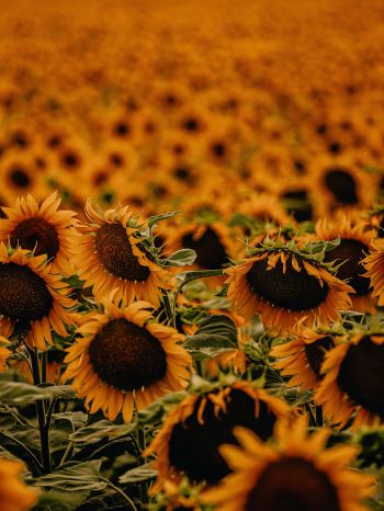 field of sunflowers Wallpaper 1620x2160