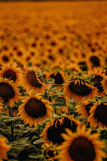 field of sunflowers Wallpaper 640x960