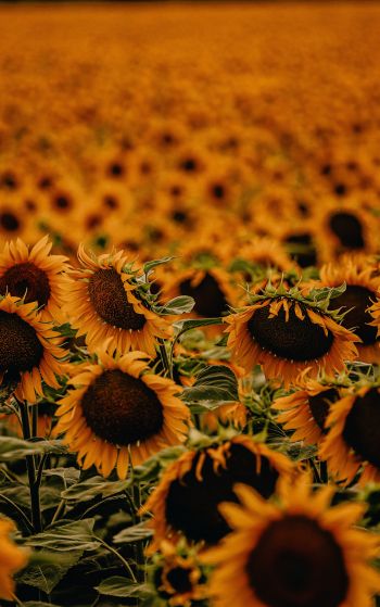 field of sunflowers Wallpaper 1752x2800