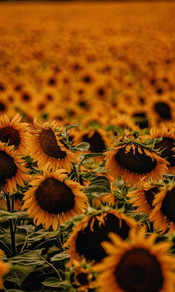 field of sunflowers Wallpaper 1200x2000