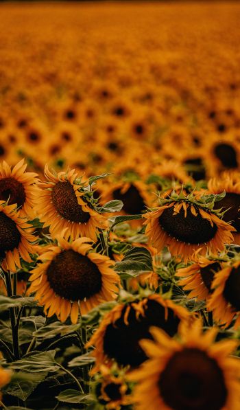 field of sunflowers Wallpaper 600x1024