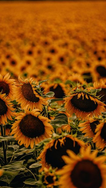 field of sunflowers Wallpaper 750x1334