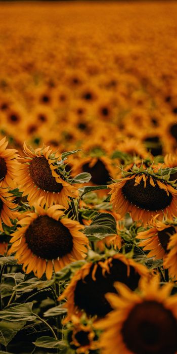 field of sunflowers Wallpaper 720x1440