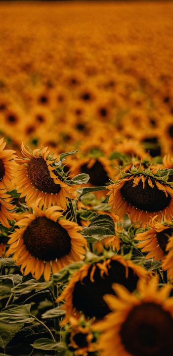 field of sunflowers Wallpaper 1440x2960
