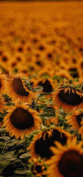 field of sunflowers Wallpaper 1080x2280