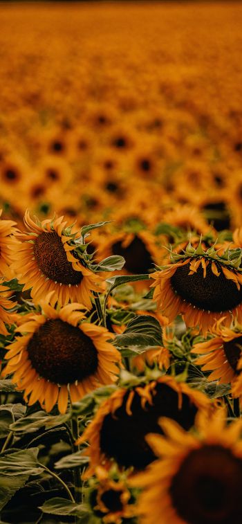 field of sunflowers Wallpaper 1242x2688