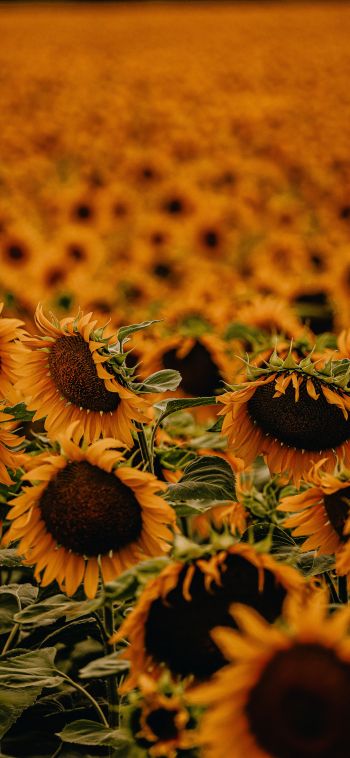 field of sunflowers Wallpaper 1080x2340