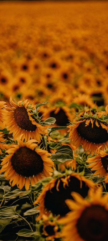 field of sunflowers Wallpaper 1440x3200