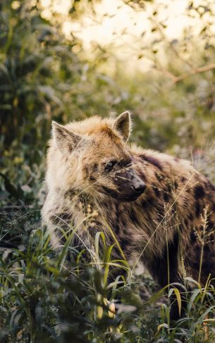 wild hyena, South Africa Wallpaper 1752x2800