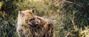 wild hyena, South Africa Wallpaper 3440x1440