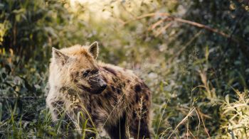 wild hyena, South Africa Wallpaper 2560x1440