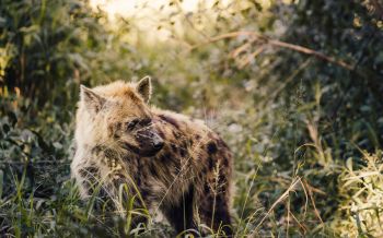 wild hyena, South Africa Wallpaper 2560x1600