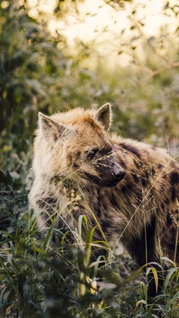 wild hyena, South Africa Wallpaper 640x1136
