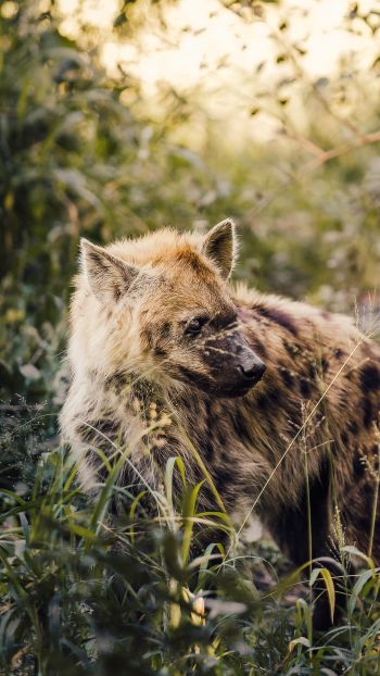 wild hyena, South Africa Wallpaper 1440x2560