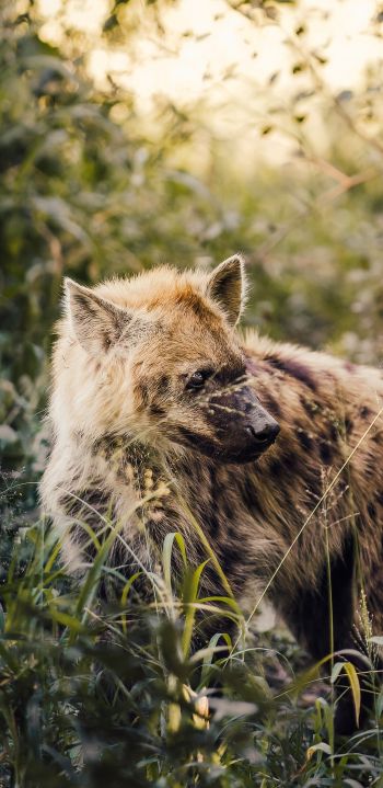 wild hyena, South Africa Wallpaper 1080x2220