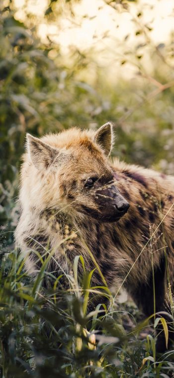 wild hyena, South Africa Wallpaper 1080x2340