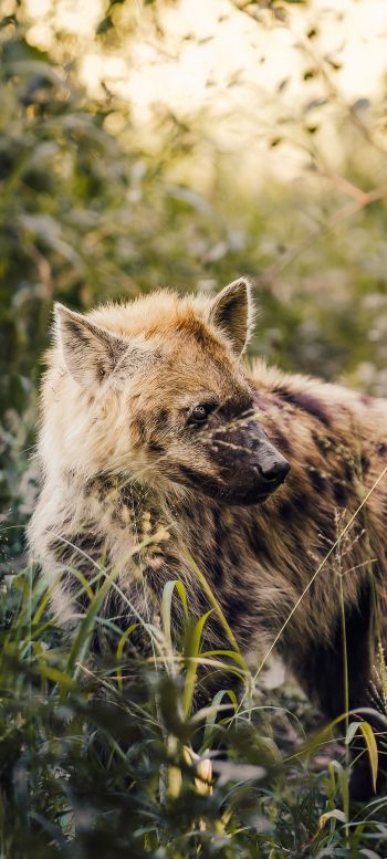 wild hyena, South Africa Wallpaper 1080x2400