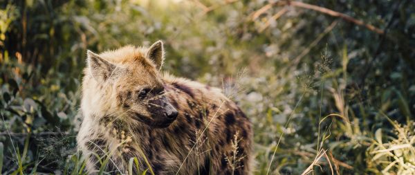 wild hyena, South Africa Wallpaper 2560x1080