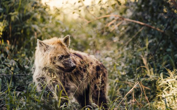 wild hyena, South Africa Wallpaper 2560x1600