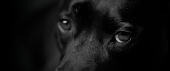 Обои 2560x1080 собачьи глаза, портрет собаки
